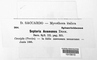 Septoria anemones image